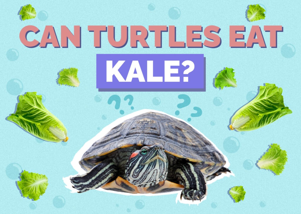 Can Turtles Eat Kale? Vet-Reviewed Nutrition Facts and FAQ