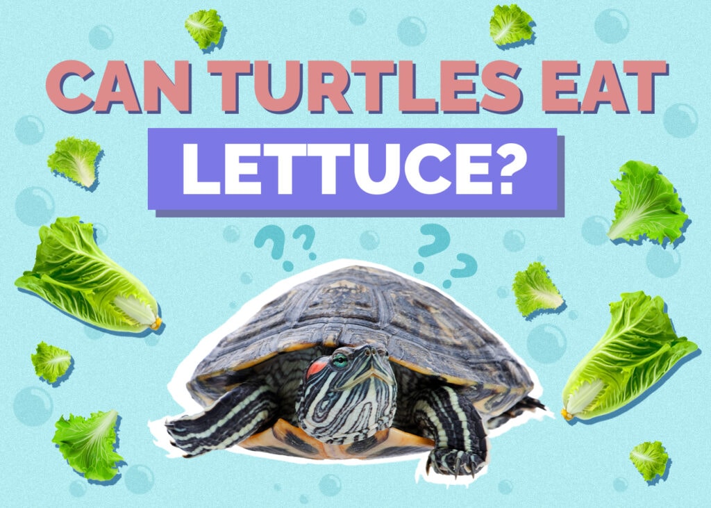 Can Turtles Eat Lettuce? Vet-Reviewed Nutrition Facts & FAQ