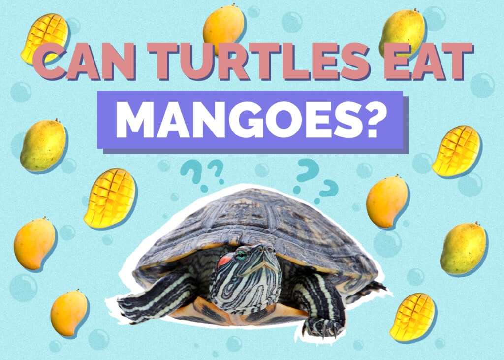 Can Turtles Eat Mango? Vet-Reviewed Nutrition Facts & FAQ