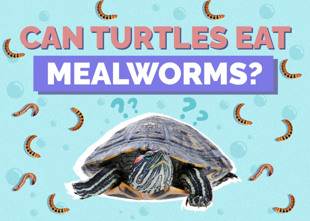 Can Turtles Eat Mealworms? Vet-Reviewed Nutritional Facts & Feeding Advice