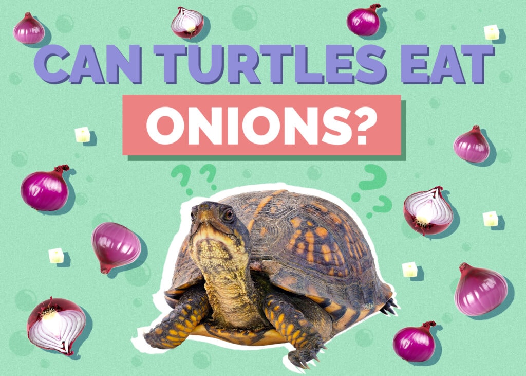 Can Turtles Eat Onions? Vet-Reviewed Nutrition Facts & FAQ