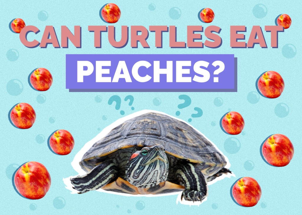 Can Turtles Eat Peaches? Vet-Reviewed Nutrition Facts & FAQ