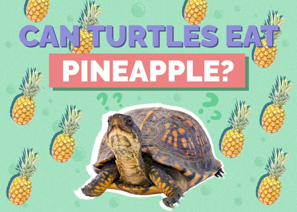 Can Turtles Eat Pineapple? Vet Approved Nutrition Facts & FAQ