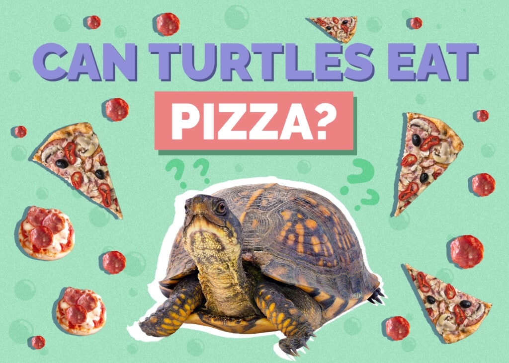 Can Turtles Eat Pizza? Vet Reviewed Nutritional Science & Safety Guide