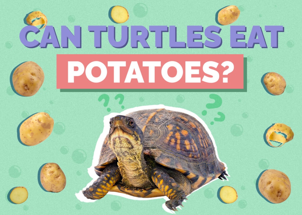 Can Turtles Eat Potatoes? Vet Approved Nutrition Facts and FAQ
