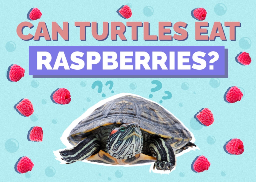 Can Turtles Eat Raspberries? Vet-Reviewed Nutritional Facts & FAQ