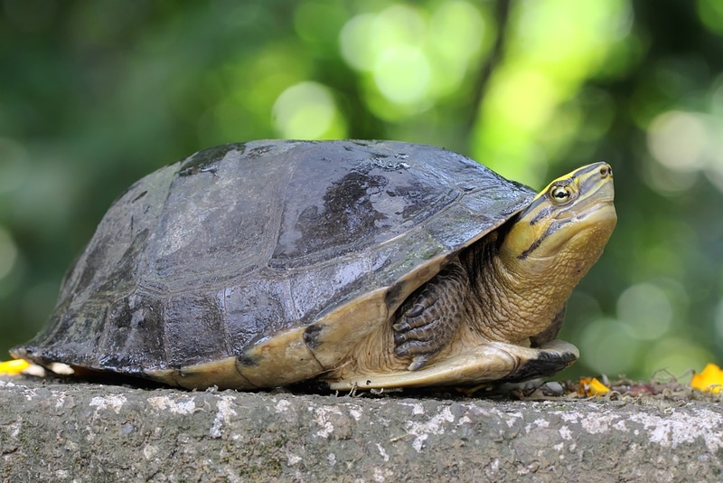 Why Do Turtles Have Shells? Vet-Reviewed Facts & Biological Purpose