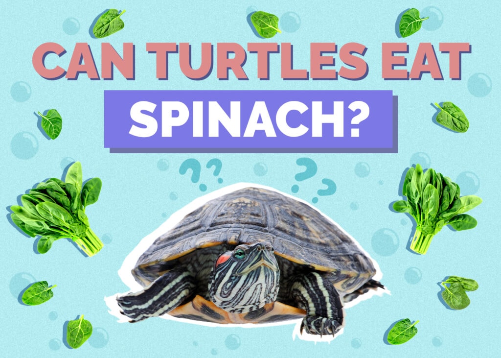 Can Turtles Eat Spinach? Nutrition Facts & FAQ