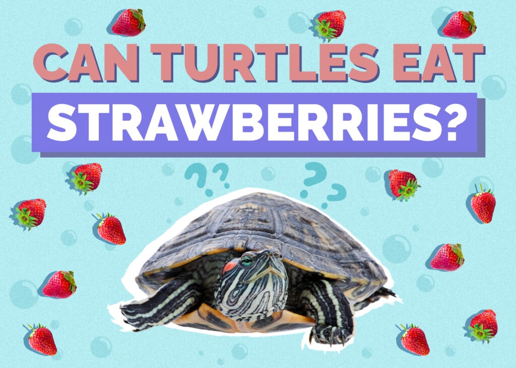 Can Turtles Eat Strawberries? Nutrition Facts & FAQ
