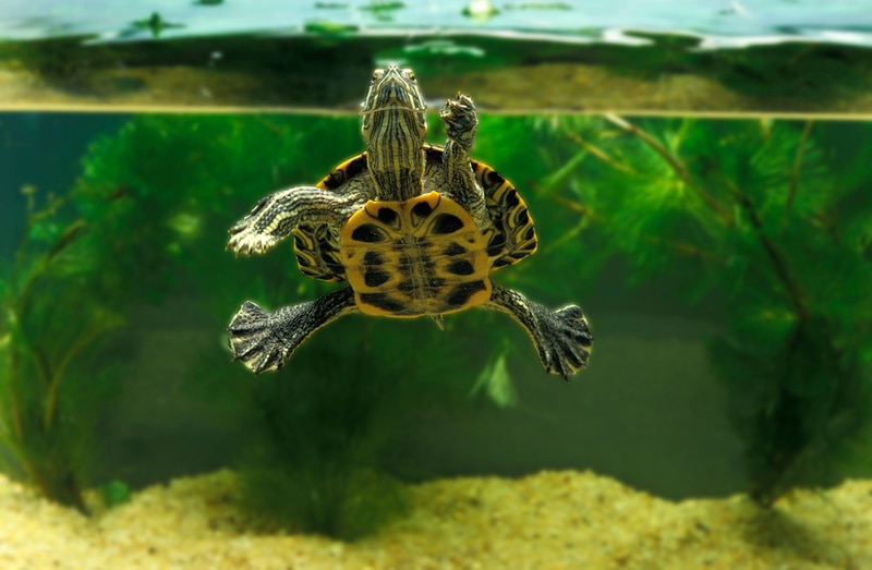 Why Is My Turtle Tank Water Cloudy? 7 Vet-Reviewed Reasons