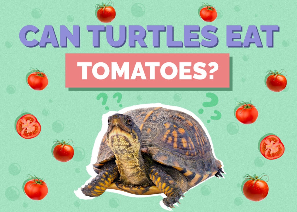 Can Turtles Eat Tomatoes? Vet-Reviewed Nutrition Facts & FAQ