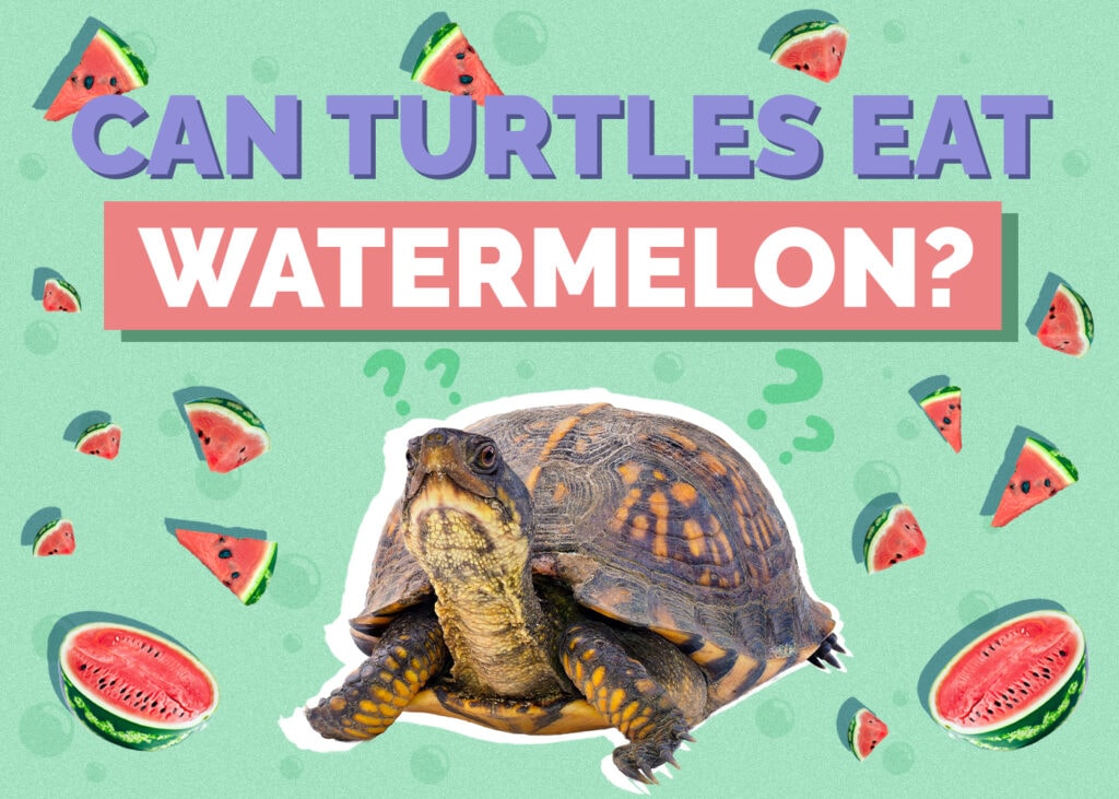 Can Turtles Eat Watermelon? Vet Approved Nutrition Facts & FAQ