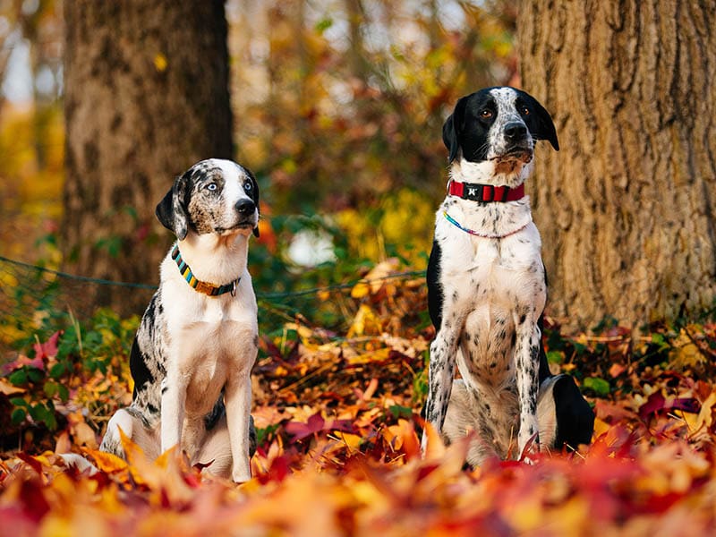 Australian Shepherd Dalmatian Mix: Info, Pictures, Care Guide & Traits