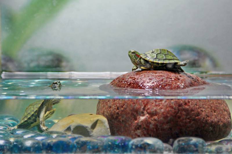 Can Turtles Live With Fish? Temperament & Vet-approved Safety Guide