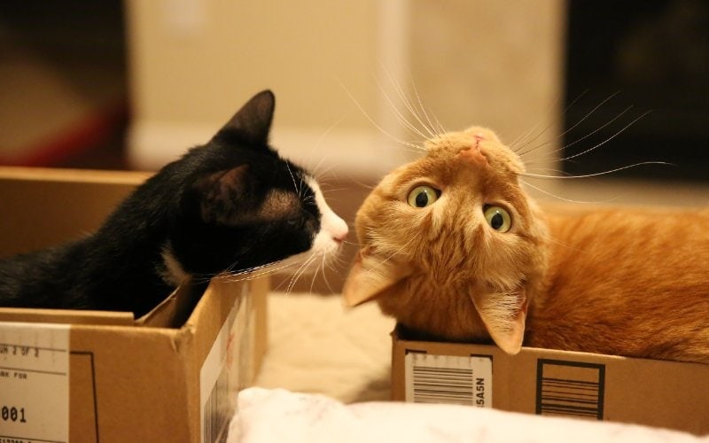 Can Cats Be Gay? Behavior, Reasons, & FAQ