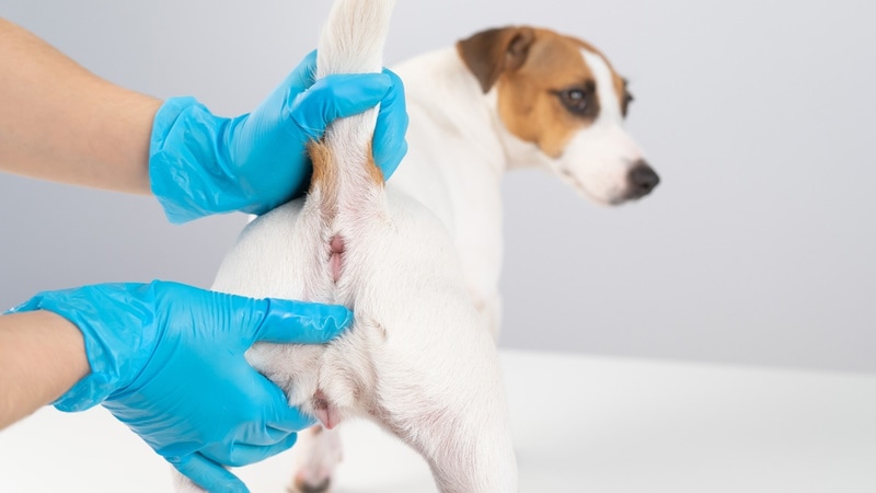 Do Dogs Get Hemorrhoids? Vet Approved Facts & Common Anal Problems