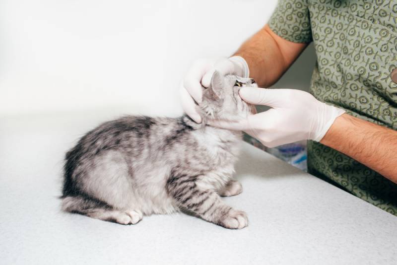 My Cat Has a Bald Spot Above Their Eye: Should I Be Worried? Vet-Approved Causes & Care Tips
