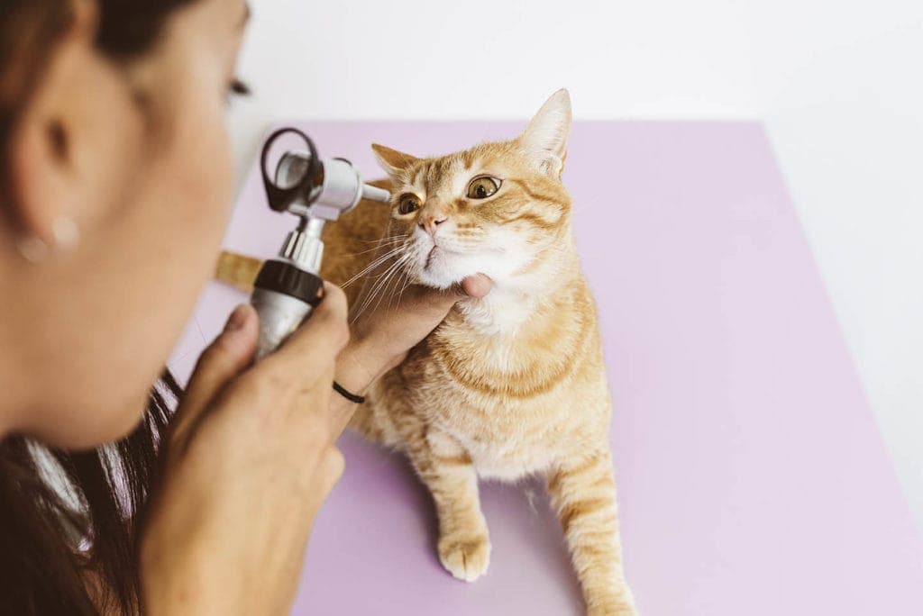 Feline Herpes: Causes, Signs & Treatments (Vet Answer)