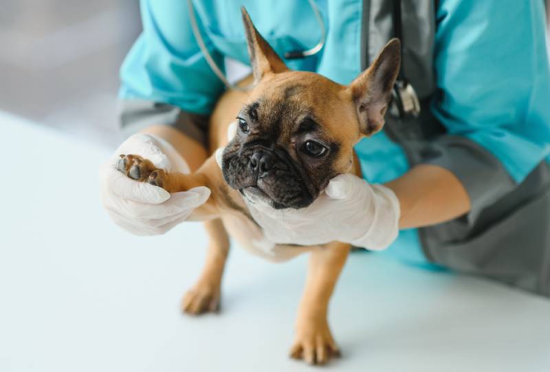 Septic Arthritis in Dogs: Signs, Causes, and Treatment (Vet Answer)