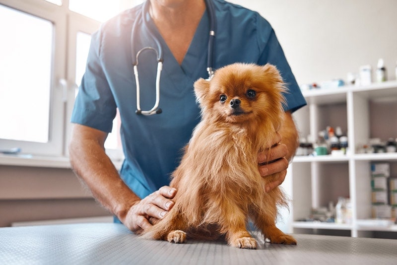 Puppy’s First Vet Visit Essentials: Checklist & What to Expect