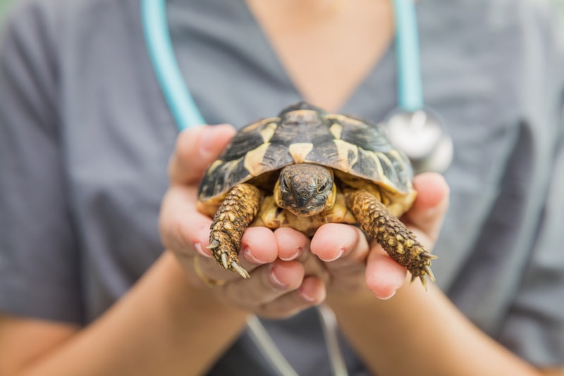 Can a Turtle Live Without a Shell? Facts & FAQ