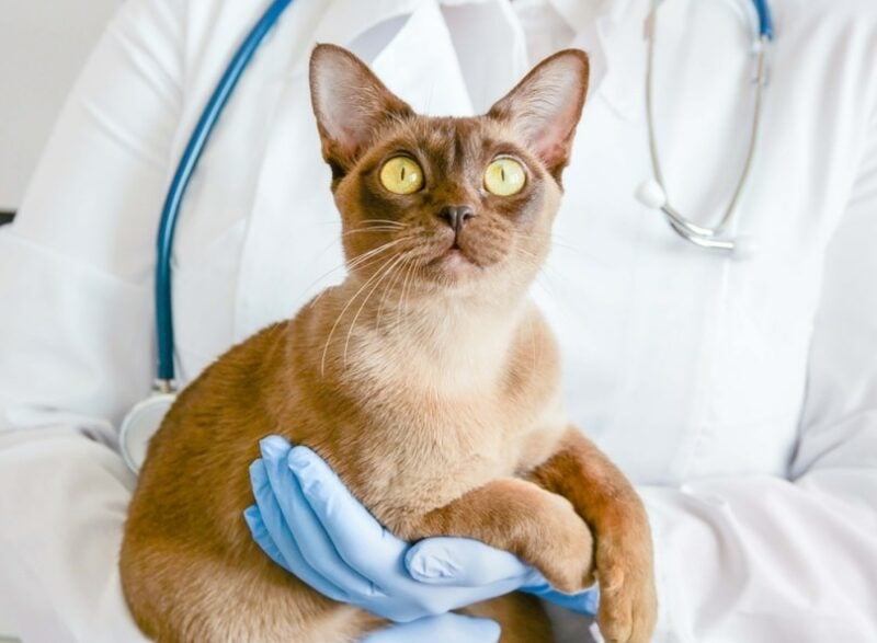 When to See a Veterinary Neurologist for Your Cat (Vet Answer)