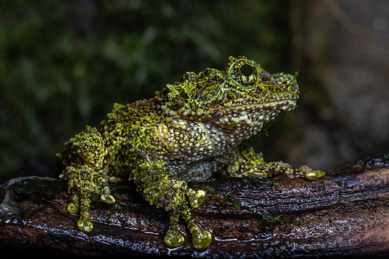 What Does Frog Poop Look Like? Digestive Process Explained
