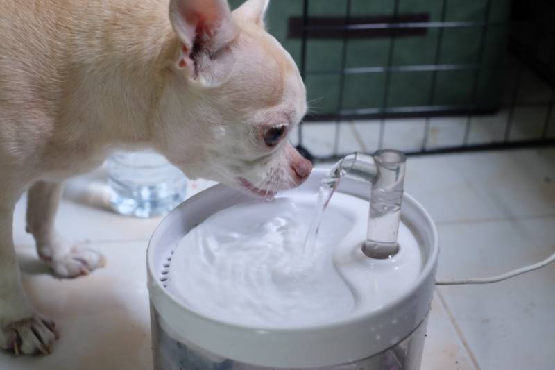 Does My Dog Need a Water Fountain? Vet-Verified Facts