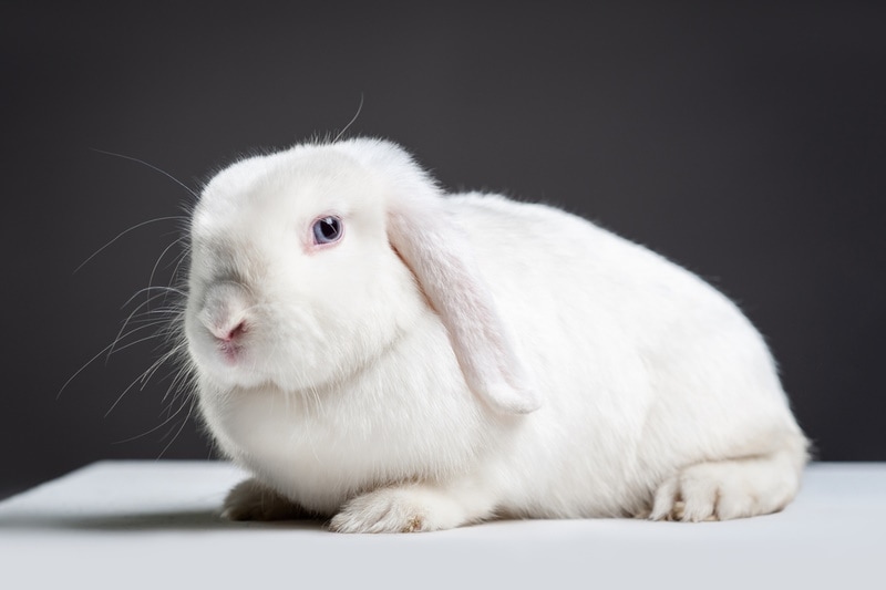 German Lop Rabbit Breed Info: Pictures, Temperament & Traits