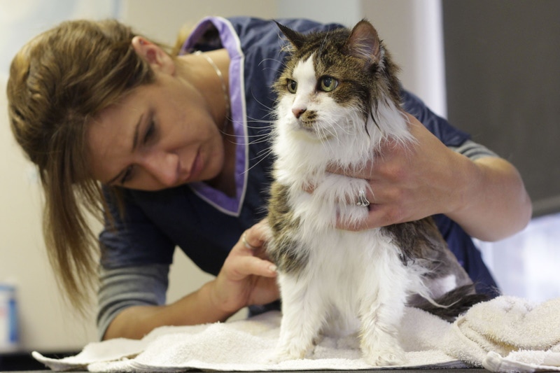 Chicken Allergy in Cats: Vet Reviewed Signs, Causes & Care Tips