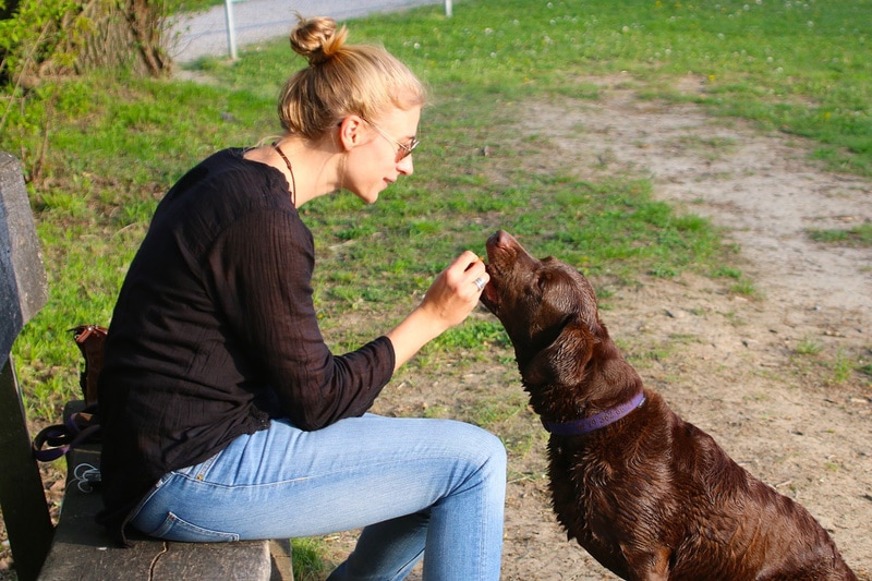 My Dog’s Lips Are Turning Pink: Vet-Reviewed Advice & Recommendations
