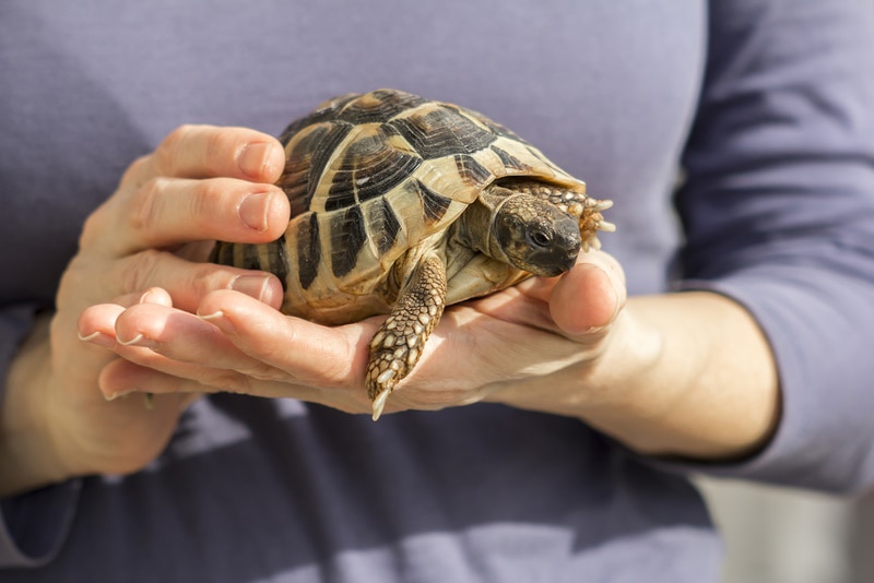 How to Tell If Your Turtle Is Dying: 9 Vet-Reviewed Signs