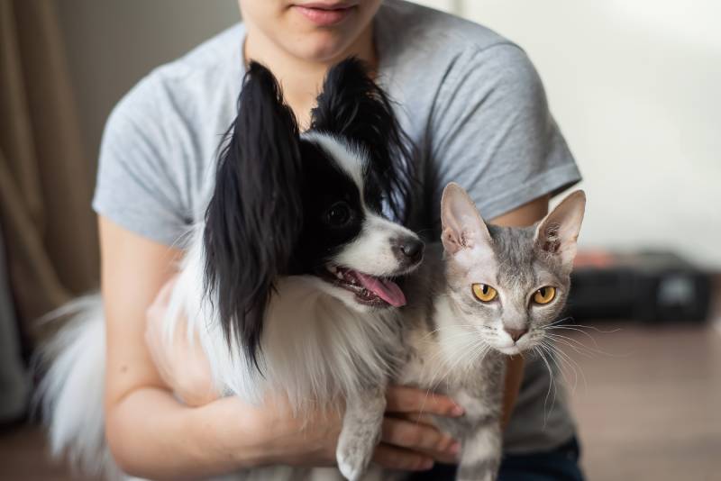 How to Stop Dog Aggression Toward Cats: 10 Simple Steps