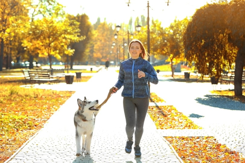 20 Great Dog Breeds for Running Companions (With Info & Pictures)