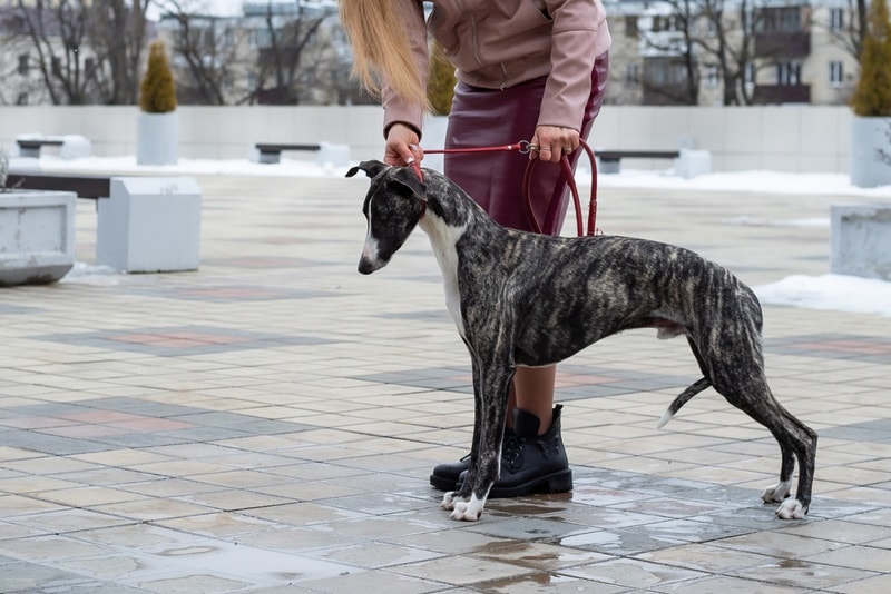 Are Whippets Smarter Than Most Dogs? Breed Intelligence Explored