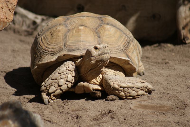 African Spurred (Sulcata) Tortoise Breed Info: Pictures, Facts, Diet & Care Guide