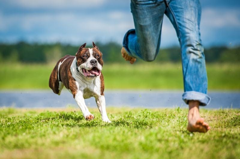 How to Get Over a Fear of Dogs: 6 Expert Tips and Advice