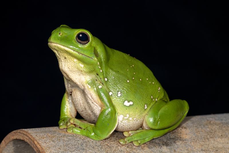 Are Frogs Nocturnal? Vet-Verified Biorhythm Explanation