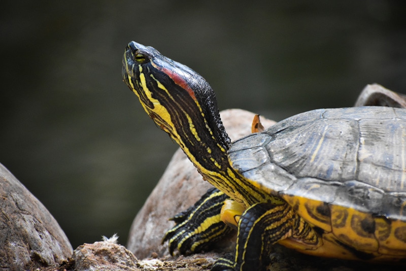 How Big Does a Painted Turtle Get? Average Size & Growth Chart
