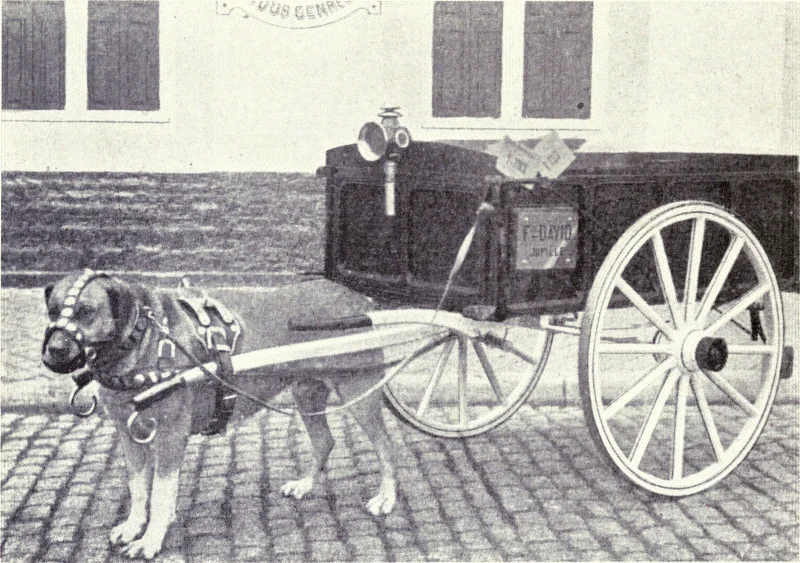 Belgian Mastiff: Do They Still Exist (or Are They Extinct?)