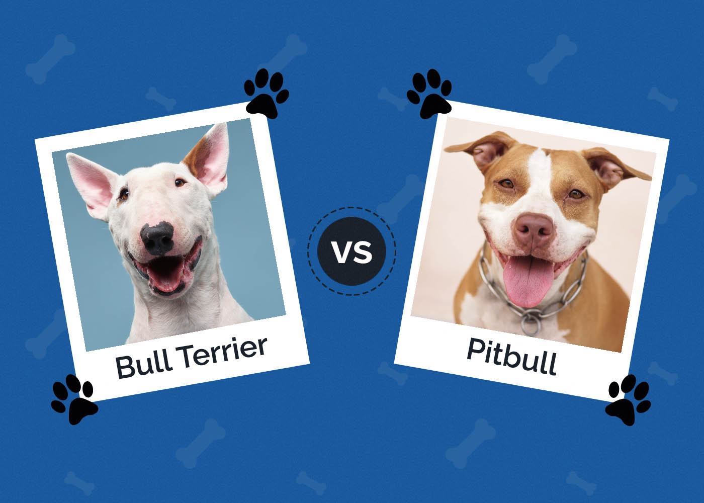 Bull Terrier vs Pitbull: The Key Differences (With Pictures)