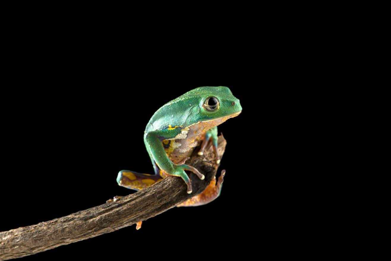 Do Frogs Have Ears? Vet-Verified Anatomy Information