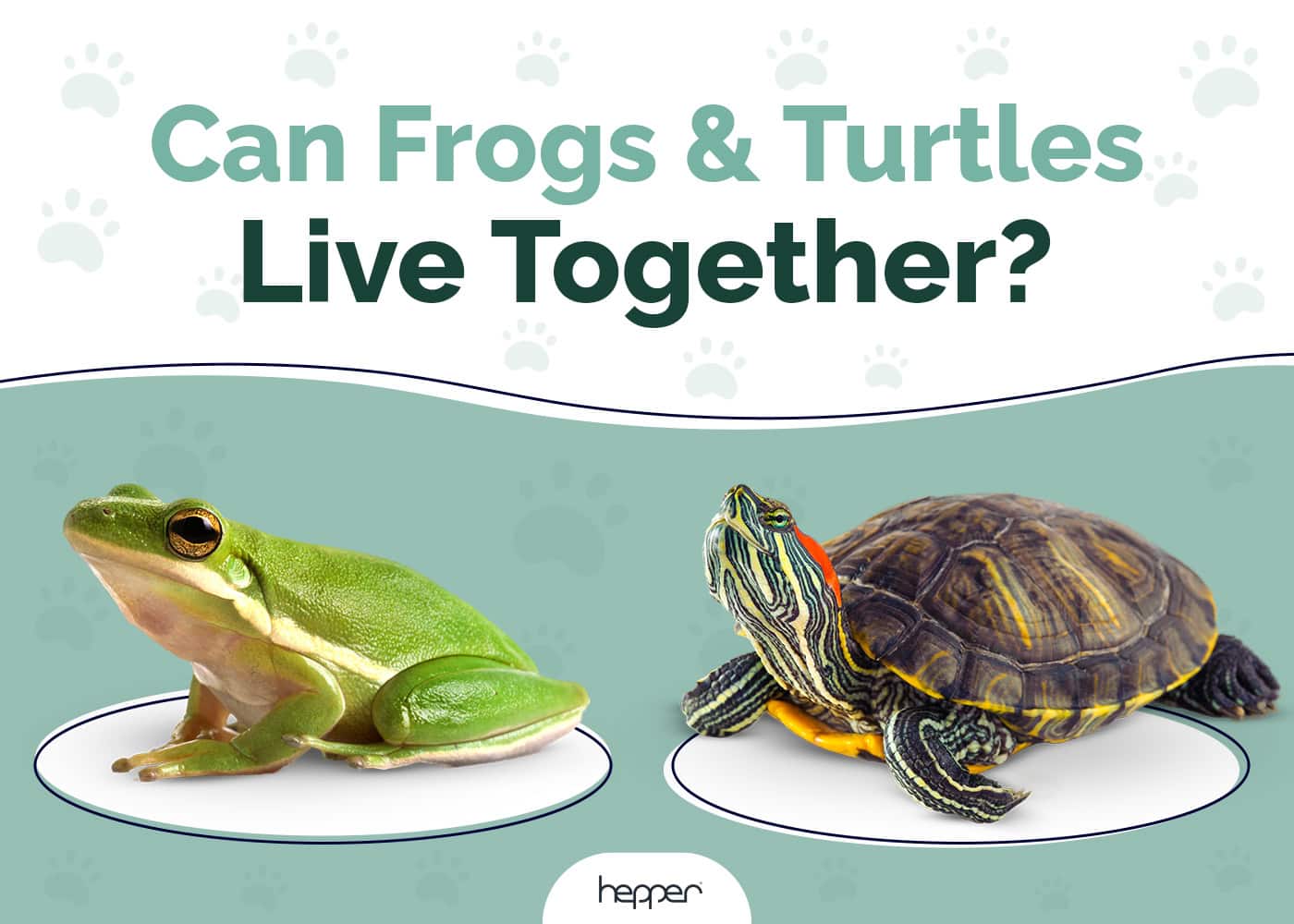 Can Frogs and Turtles Live Together? Risks & Considerations