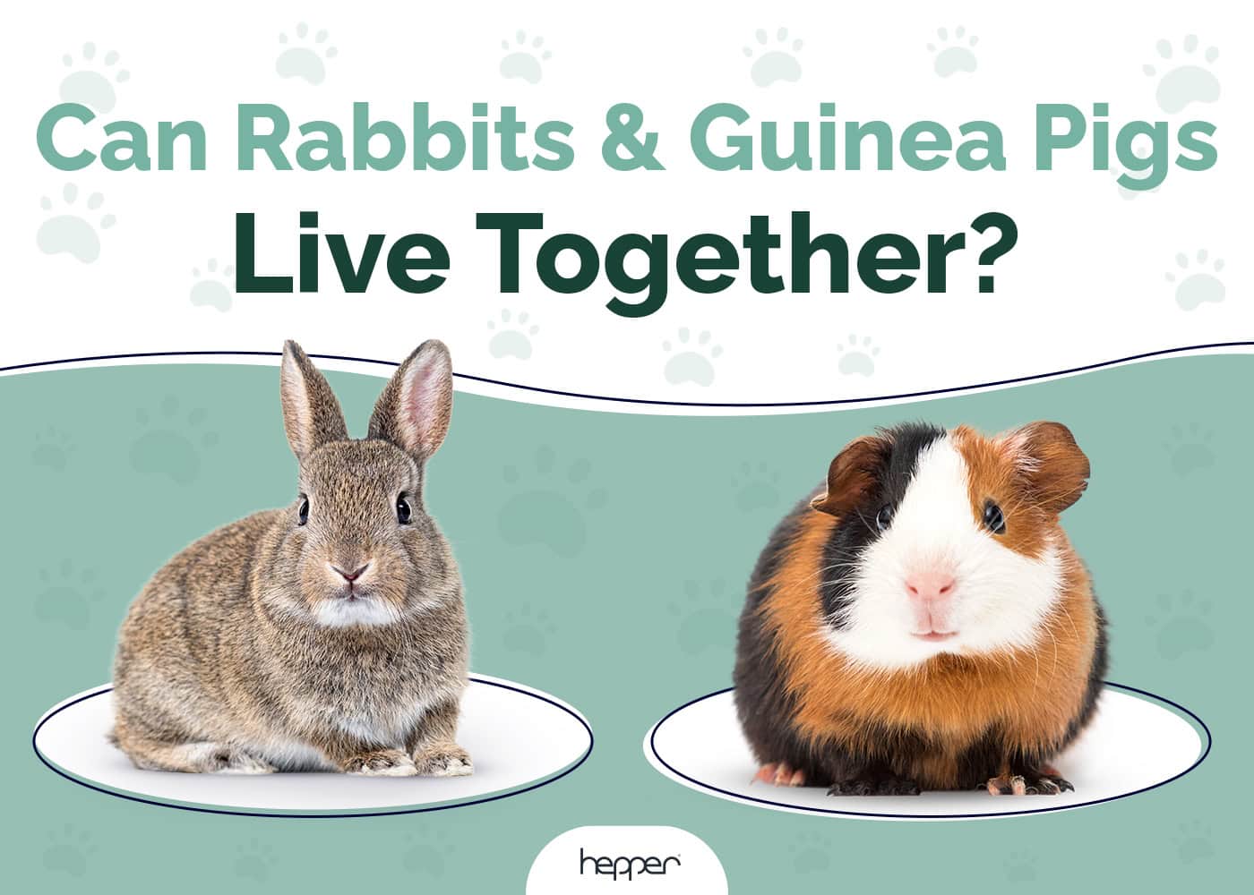 Can Rabbits & Guinea Pigs Live Together? Important Housing Facts