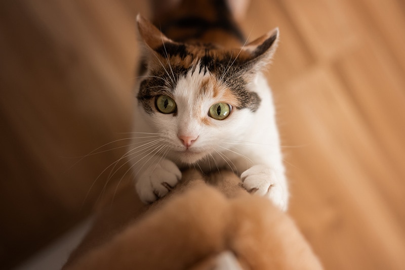 Do Male Cats Scratch More Than Females? Facts & Care Tips