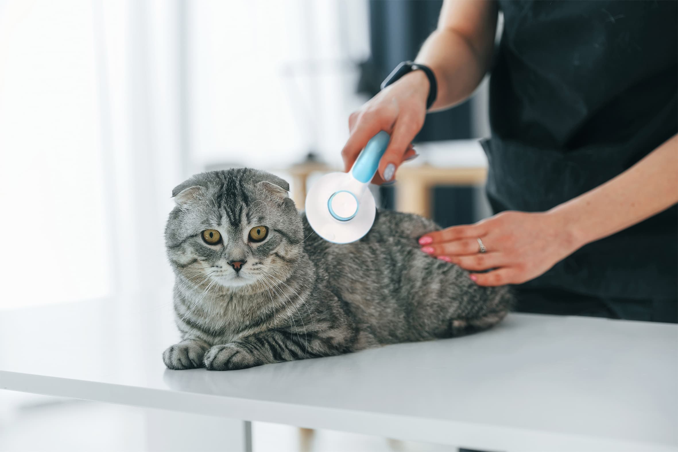 8 Best Cat Grooming Tools - 2026 Reviews & Top Picks
