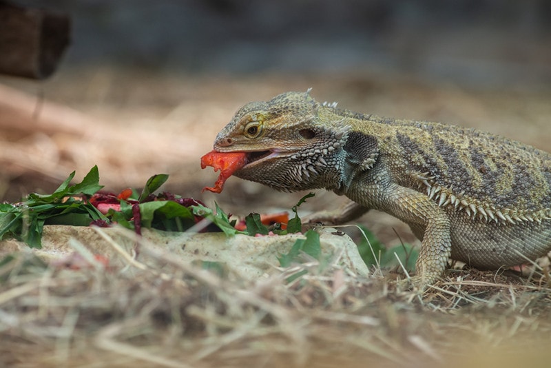 What Vegetables Can Bearded Dragons Eat? 27 Vet-Approved Options