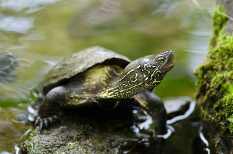 Can Turtles Live in a Pond During Winter? Vet-Approved Safety Guide