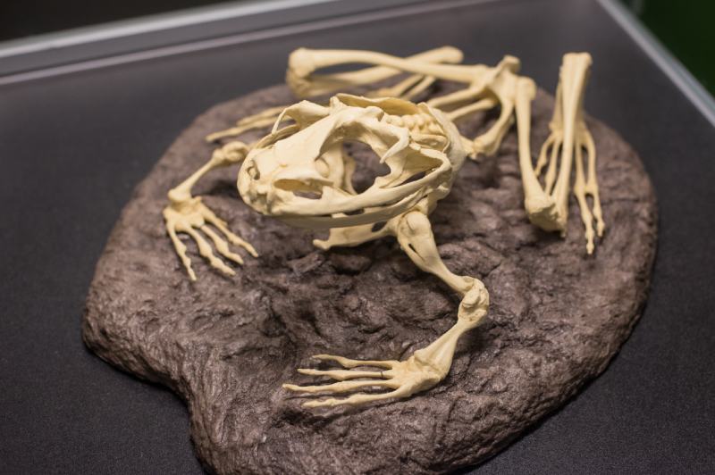 Do Frogs Have Bones? Vet-Approved Anatomy Facts