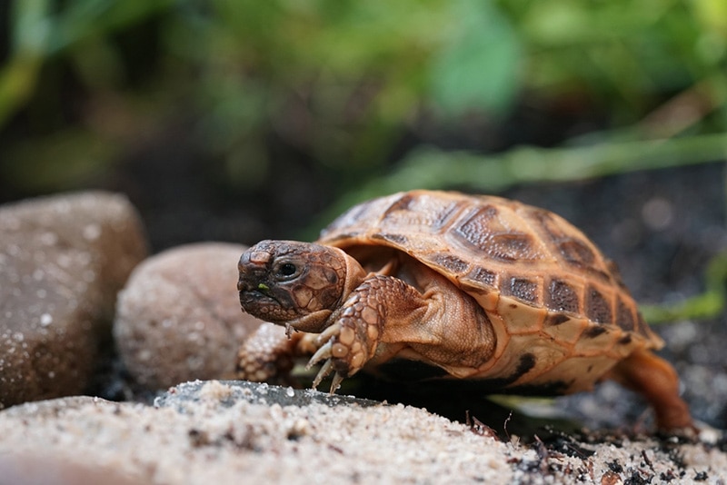 Russian Tortoise: Pictures, Facts, Diet & Care Guide